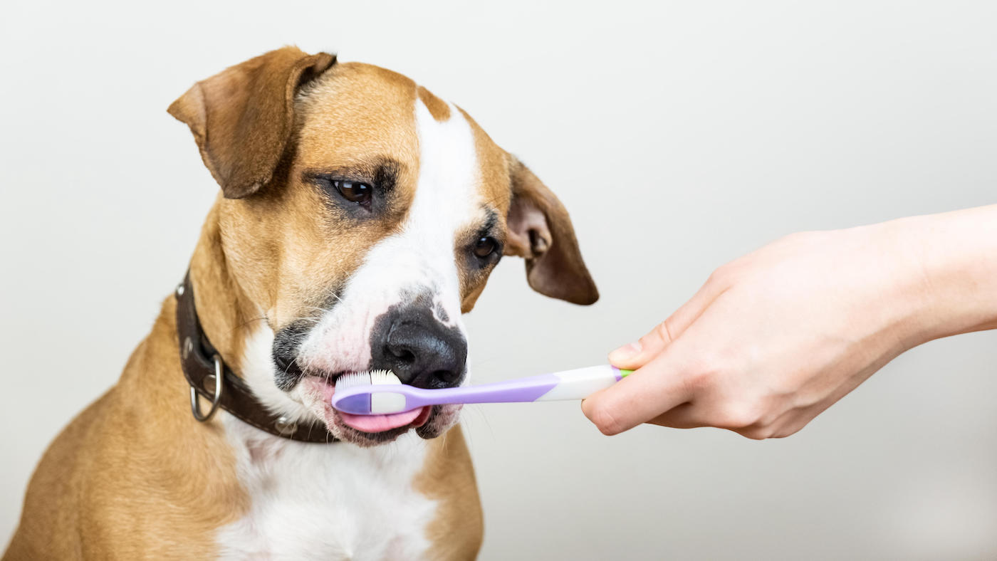 Dog having his teeth brushed with the best toothbrush for dogs