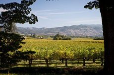 inglenook, coppola, napa,