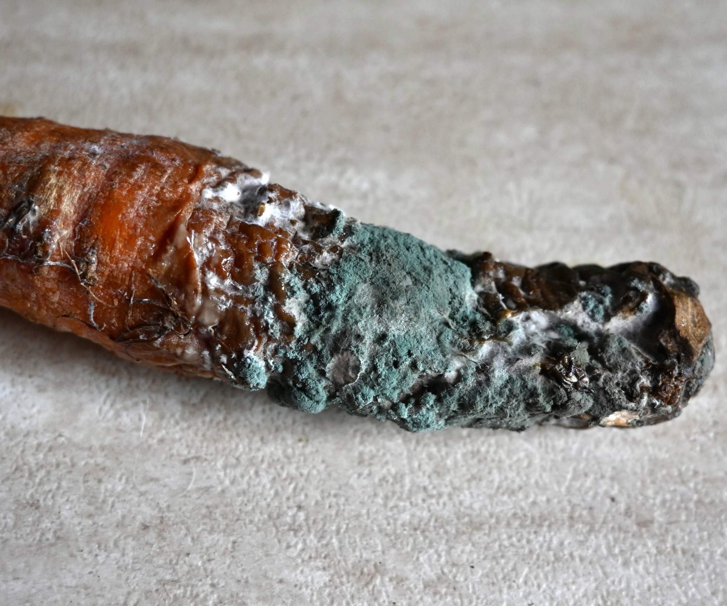 aternaria on a carrot