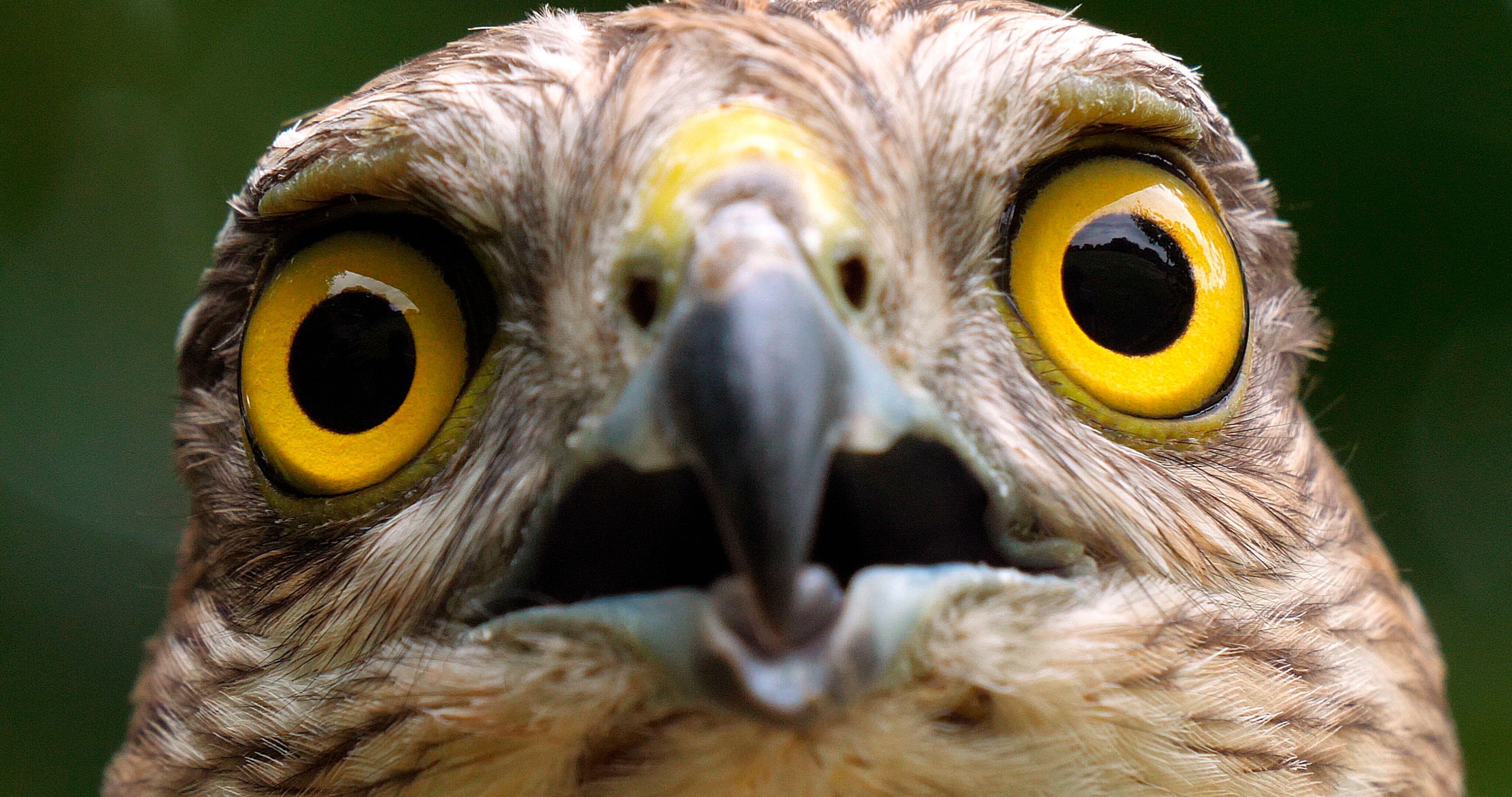 A close up of a Sparrowhawk