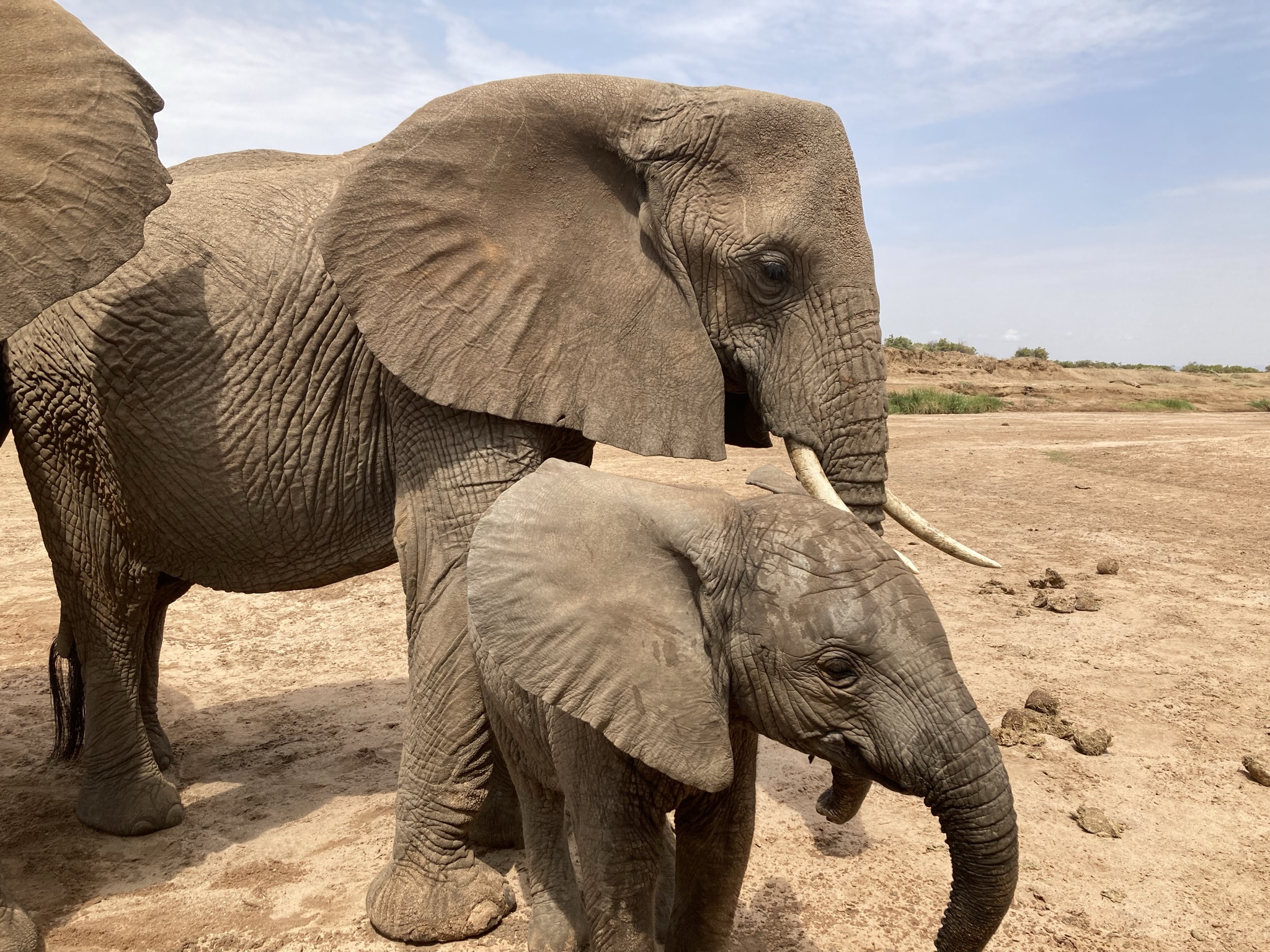 A mother and baby elephant stand together in an arid landscape