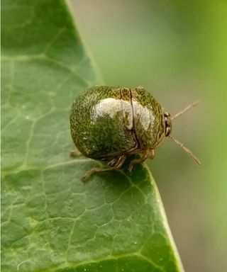 Kudzu bug on leaf