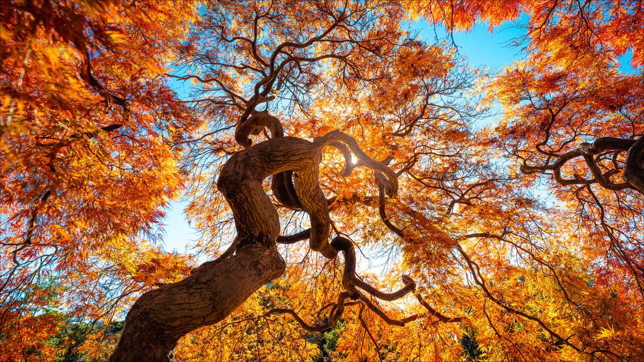 A view up to the canopy of red maple trees