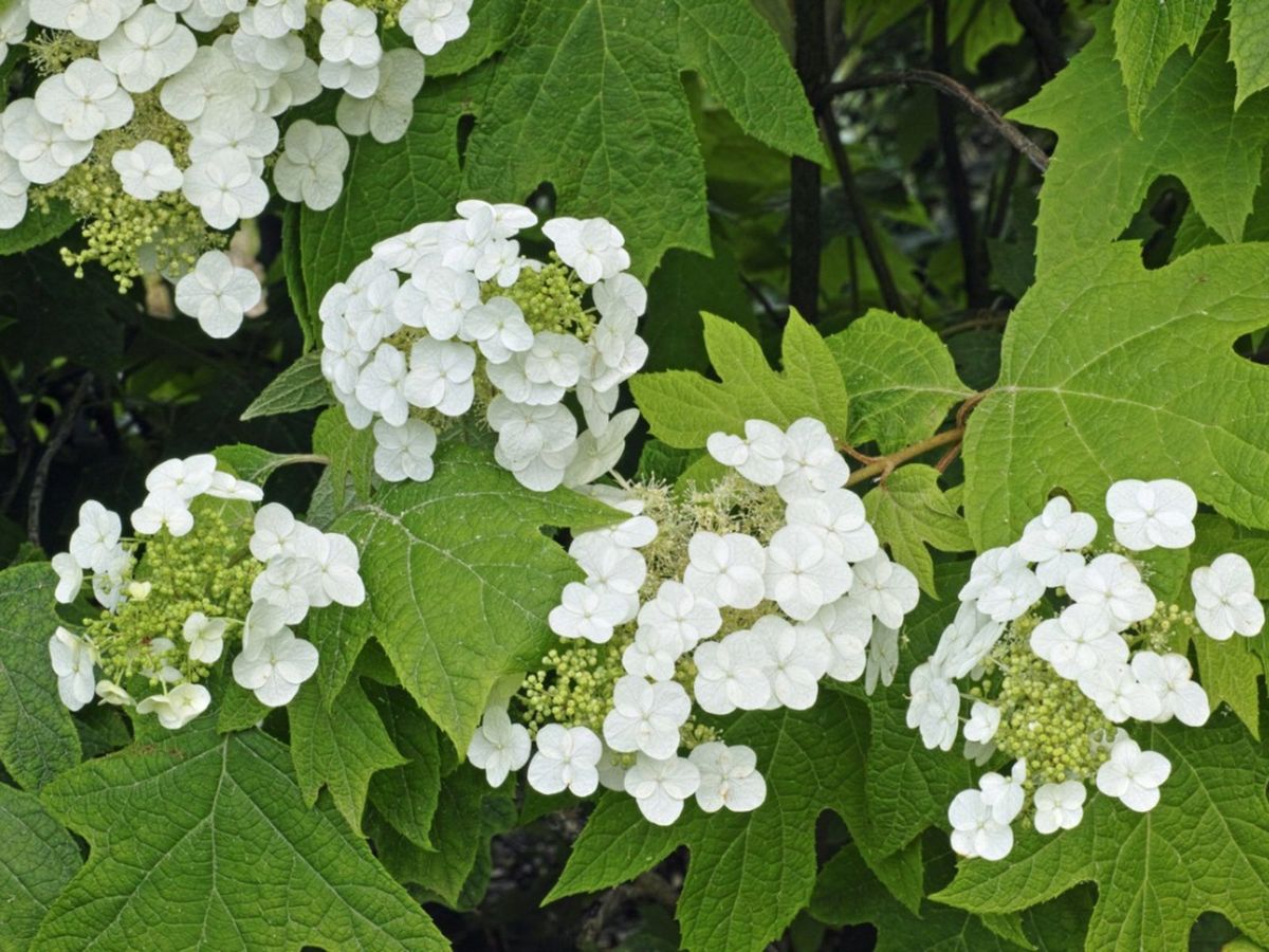 Cold Hardy Hydrangeas: Choosing Hydrangeas For Zone 6 Landscapes ...