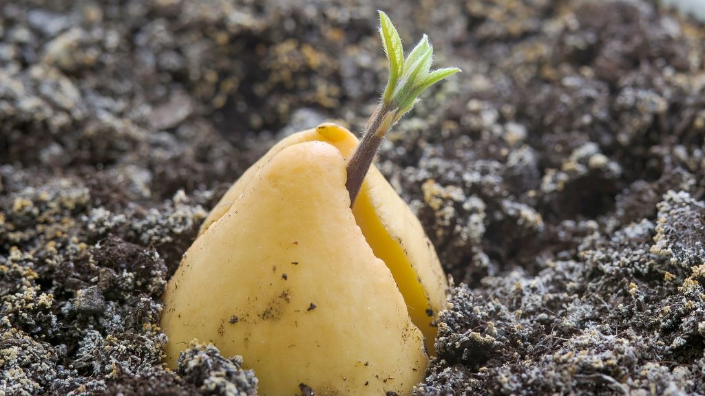 A seedling emerging from an avocado pit