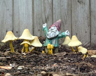 mushrooms growing in wood chips alongside a garden gnome