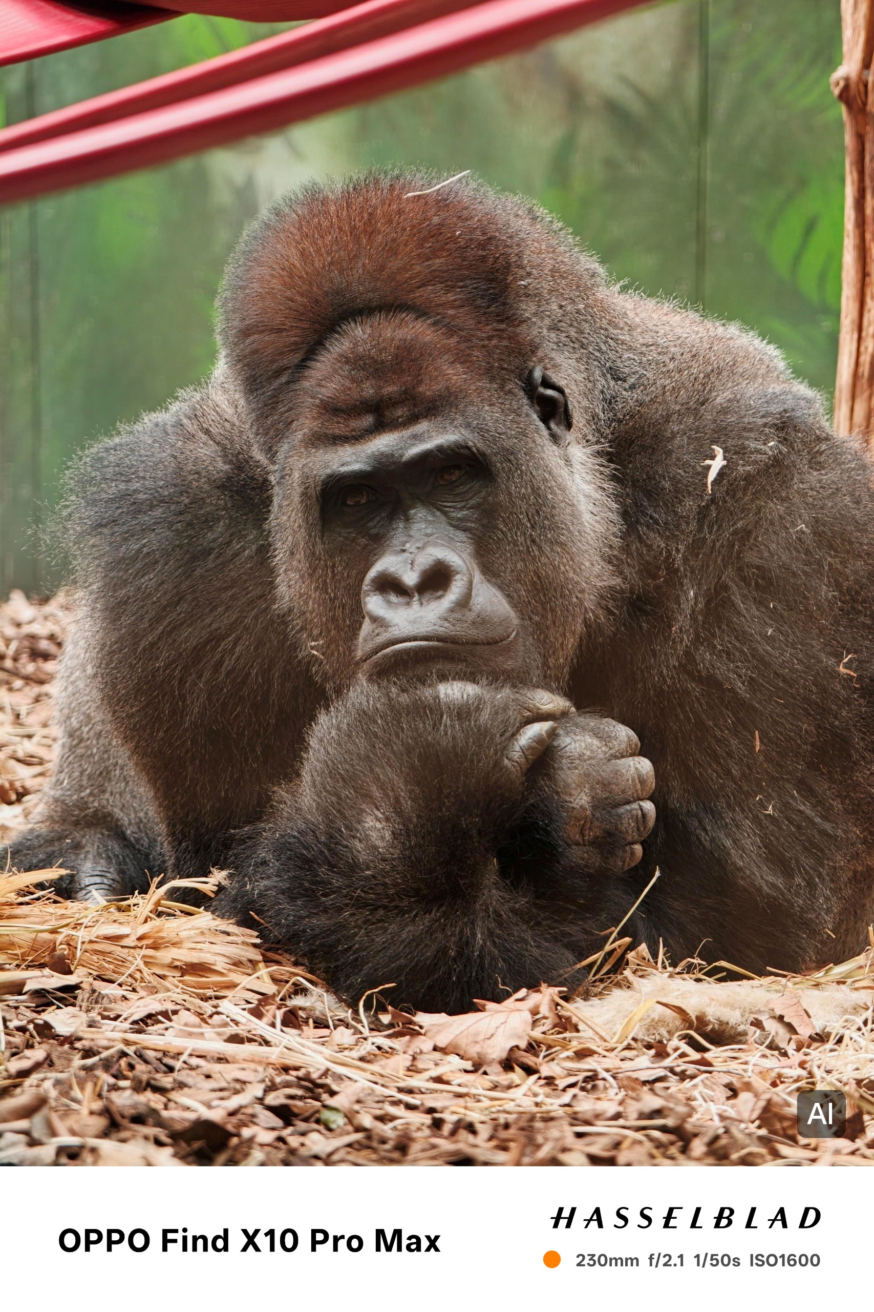 AI-edited version of a gorilla resting on the ground with its hands folded beneath its chin.