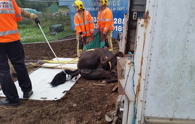 image-2-horse-under-trailer