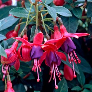 Fuchsia Tom Thumb - Hardy Fuchsia