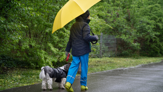 Owner and dog going for a dog walk in the rain holding a yellow umbrella