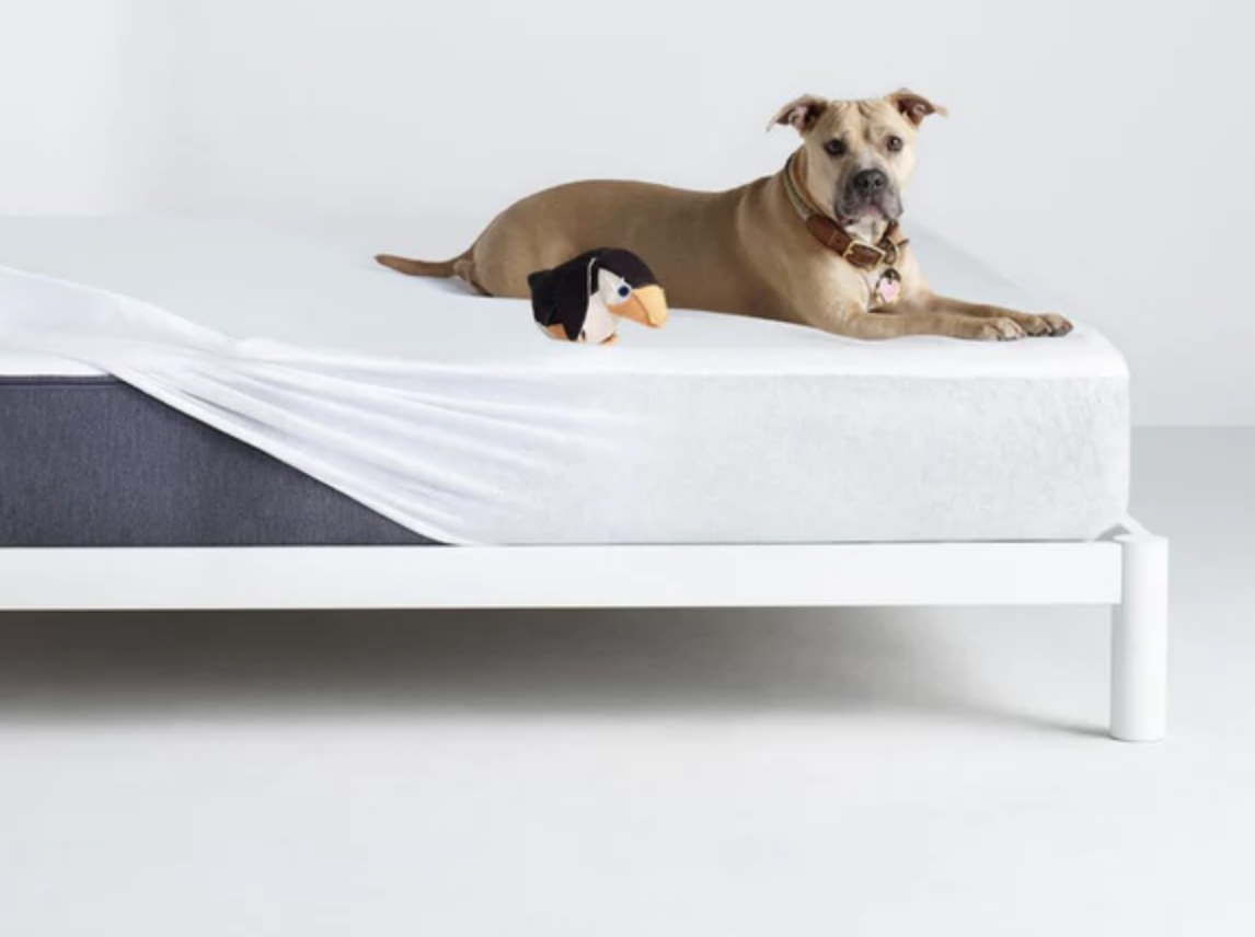 Best Mattress Protector Odour Water And Allergy Proof Buys For