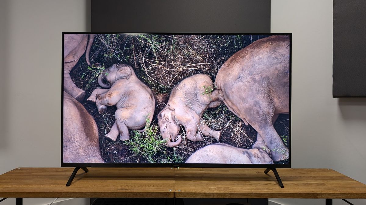 Panasonic W90A 65-inch TV on wooden AV bench with baby elephants on screen