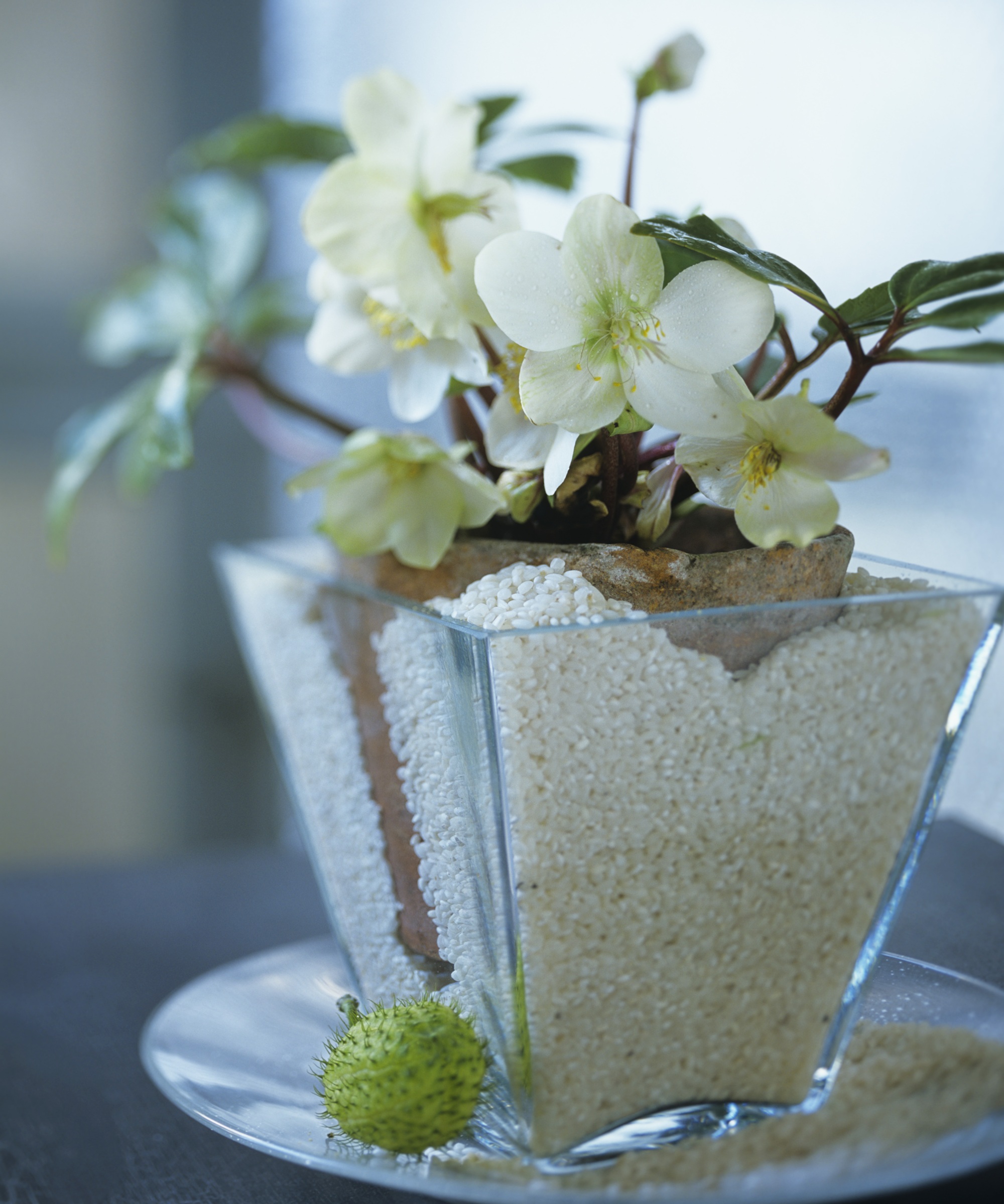 White hellebore Christmas Rose