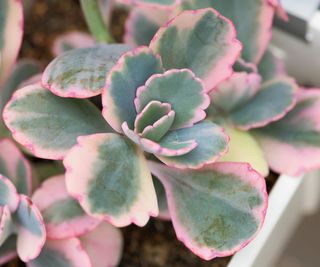 lavender scallops kalanchoe showing pink and green leaves