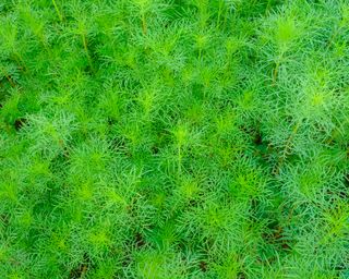 dill 'Bouquet' variety