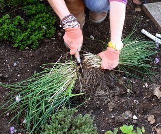 Chive clump being divided with a knife