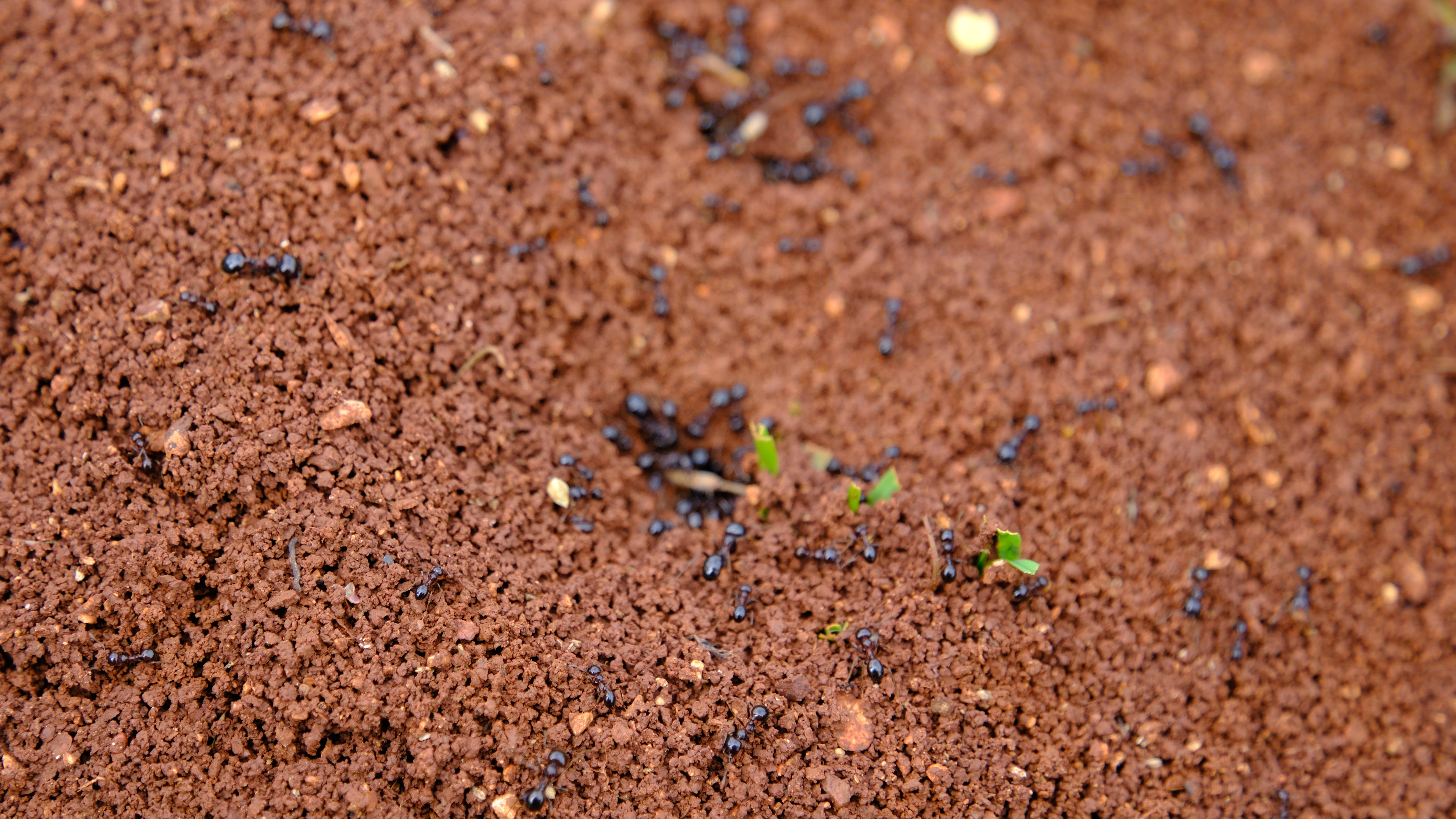Ants in soil