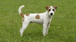 Parson Russell terrier standing side on