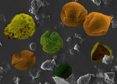 pollen-sem-101111-02