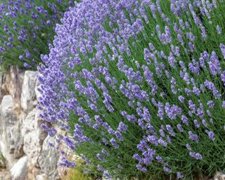 lavender planted along wall