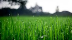 winter lawn tips grass image