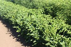 Row Of Pepper Plants With No Flowers Or Fruits