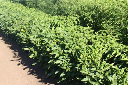 Row Of Pepper Plants With No Flowers Or Fruits