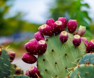 Prickly pear plant with pink fruits in a yard