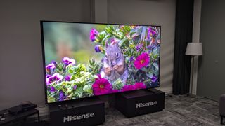 Hisense 116-inch UX RGB mini-LED TV displaying squirrel