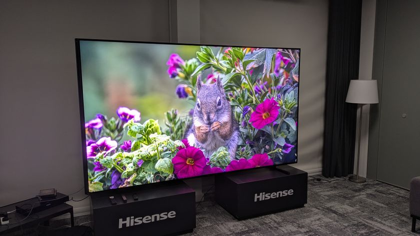 Hisense 116-inch UX RGB mini-LED TV displaying squirrel 