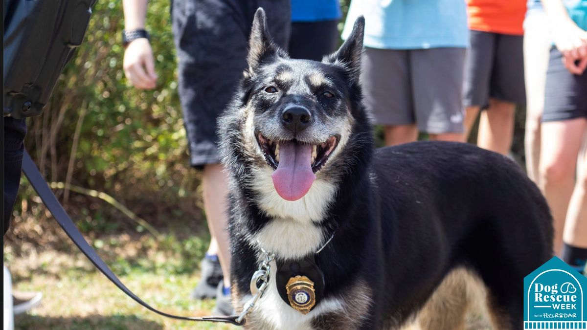 Ruby, the dog returned to shelter numerous times happily looking at camera with tongue out