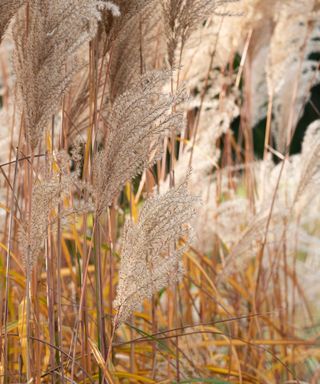 miscanthus grass and seedheads