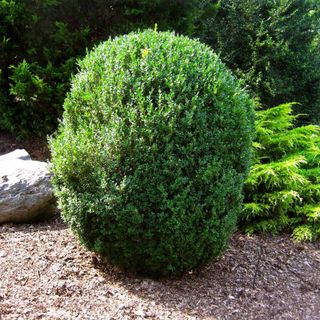 American Boxwood