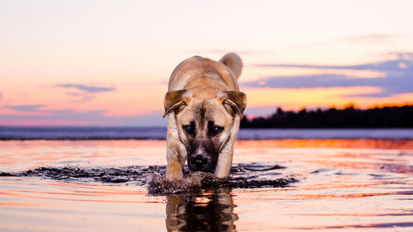 Chinook dog in lake: one of the world's rare dog breeds