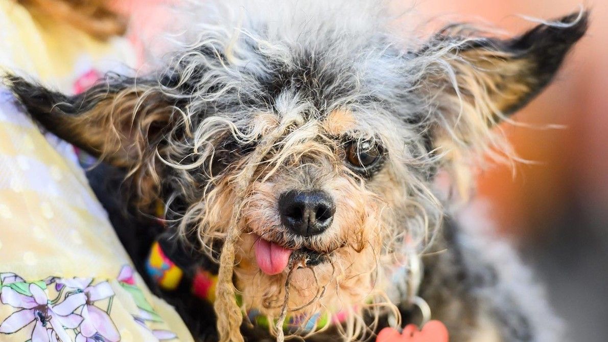 Scamp the Tramp - one of the ugliest dogs in the world