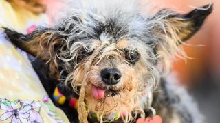 Scamp the Tramp - one of the ugliest dogs in the world