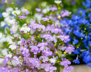 Trailing lobelia flowers in purple, blue, and white