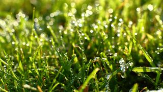 A close up shot of wet grass