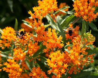Bees on a Asclepias tuberosa plant