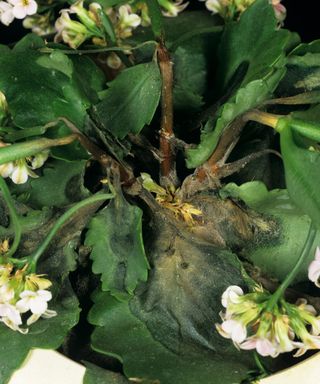 Grey mould (Botrytis cinerea) diseased leaves on a Kalanchoe pot plant