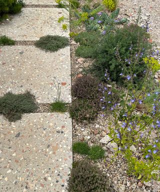 garden path with drought resistant planting