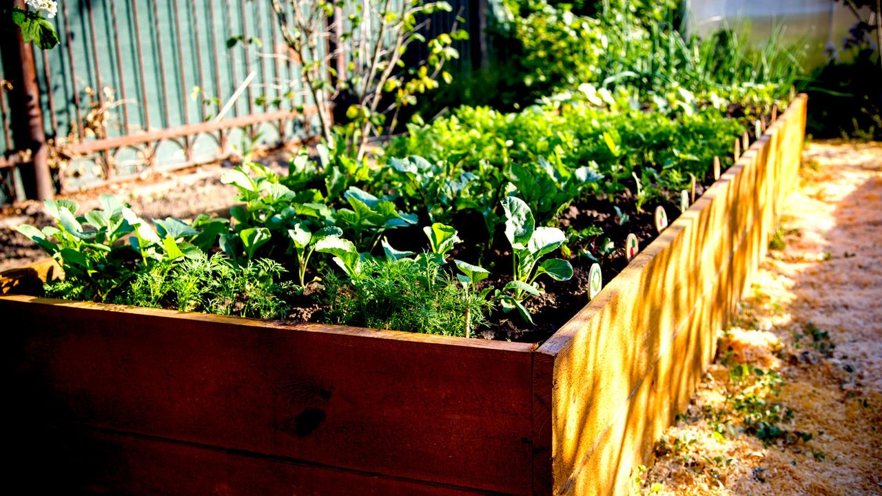 cedar raised garden bed filled with edibles and ornamentals