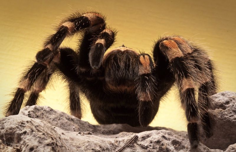 Tarantula approaching