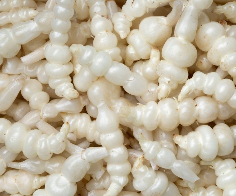 How to grow Chinese artichokes expert tips to grow plants