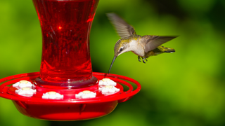 Hummingbird feeding from red feeder