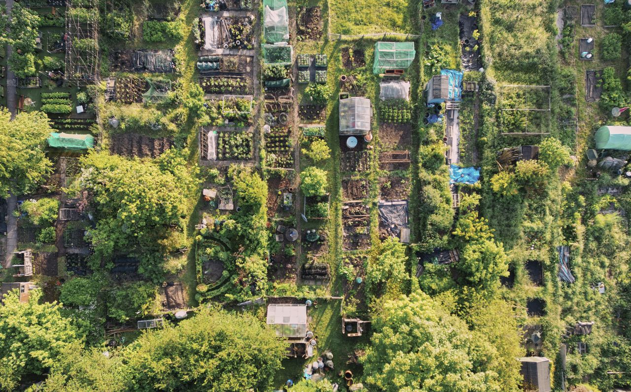 'Growing is in our DNA, what we're designed to do. It helps us make sense of things': Waiting for an allotment in Belfast? — GLOBAL — ERYU PROJECT