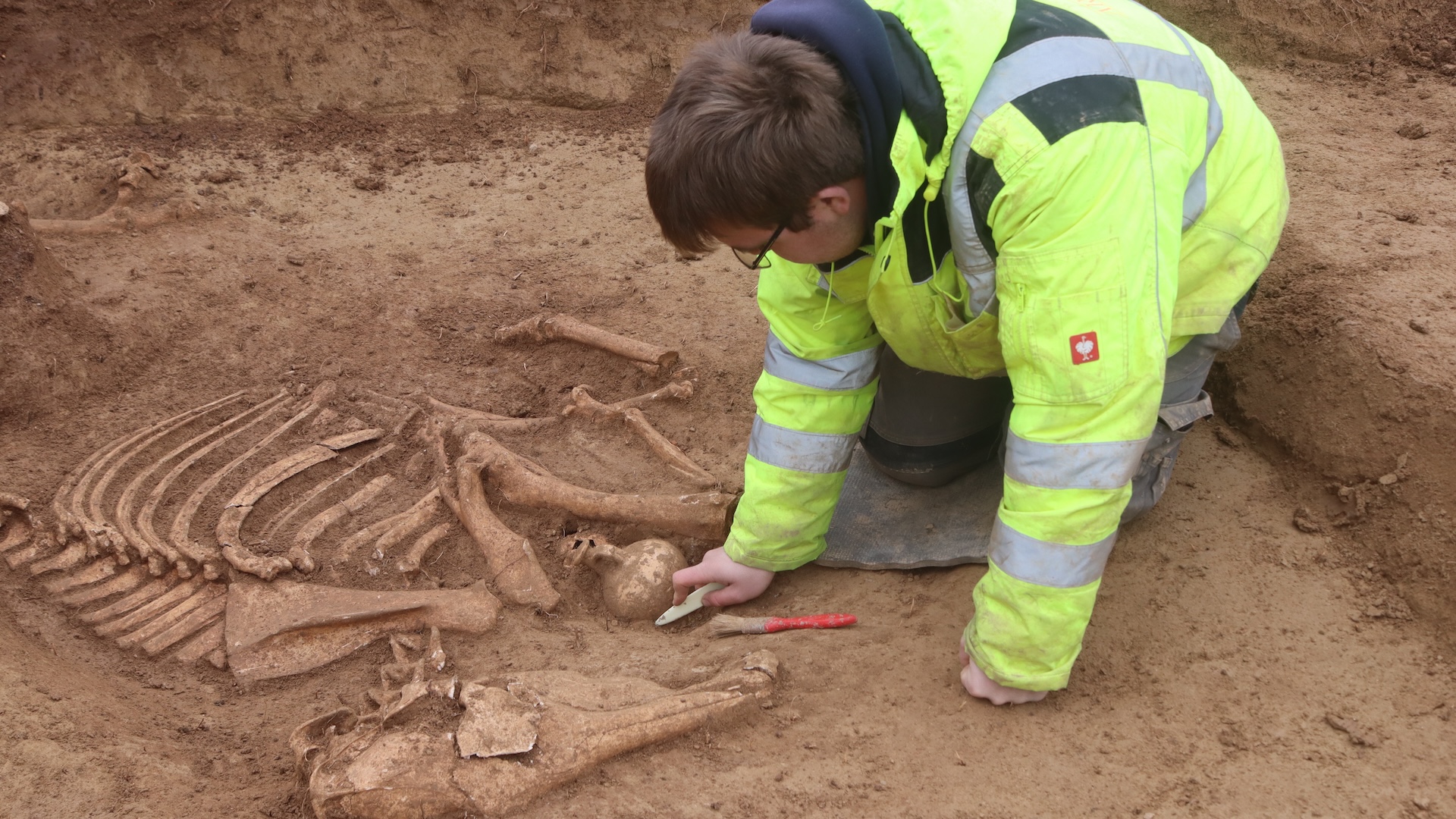 a man works to excavate a horse skeleton