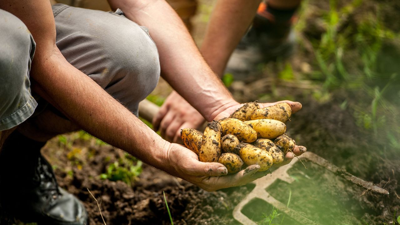 senior man holding homegrown potatoes dug up from the ground with a fork