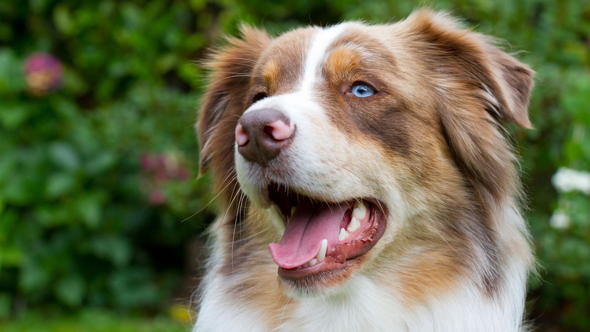 Portrait of Australian Shepherd