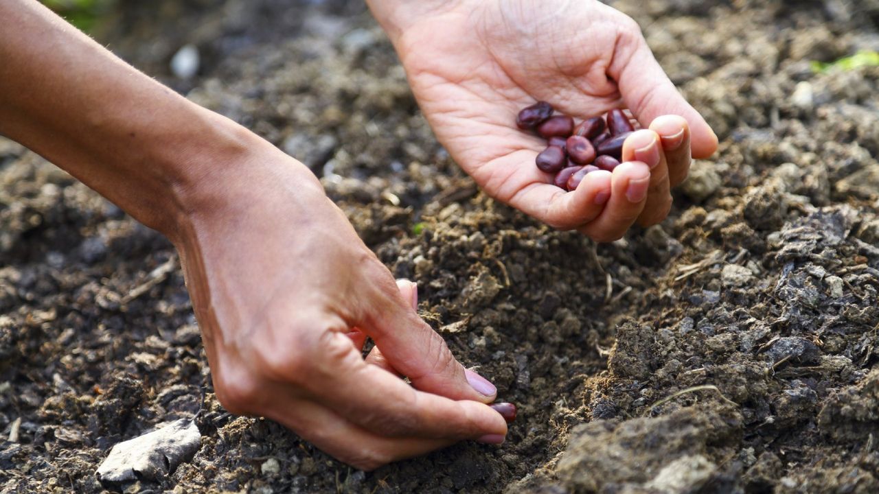 One hand holding seeds and the other planting them in a row